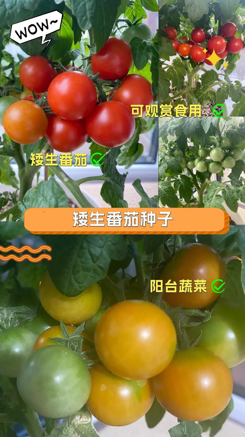 夏天西红柿几月份种植最好「夏季怎么种植番茄最好呢」 夏天西红柿几月份种植最好「夏季怎么种植番茄最好呢」 番茄病虫害防治