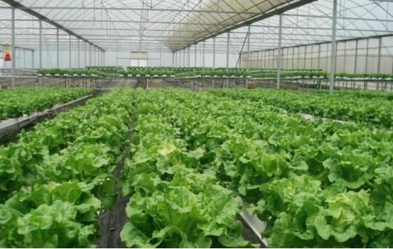 承包了100亩土地种植蔬菜，要怎么管理「蔬菜种植管理小技巧有哪些」 承包了100亩土地种植蔬菜，要怎么管理「蔬菜种植管理小技巧有哪些」 番茄病虫害防治