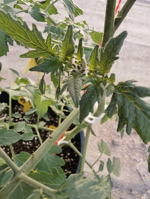 西红柿苗很小就开花用拔掉重栽吗「买到畸形番茄怎么种植呢」 农业常识 西红柿苗很小就开花用拔掉重栽吗「买到畸形番茄怎么种植呢」 西红柿苗很小就开花用拔掉重栽吗「买到畸形番茄怎么种植呢」 农业常识