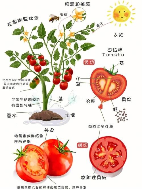 瀑布番茄的种植时间与方法「瀑布番茄如何种植」 瀑布番茄的种植时间与方法「瀑布番茄如何种植」 花朵知识