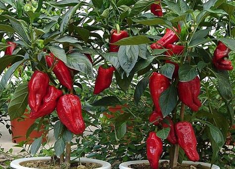 红甜椒和绿甜椒怎样种植「花果蔬菜种植技巧与方法视频」 红甜椒和绿甜椒怎样种植「花果蔬菜种植技巧与方法视频」 番茄种植技巧
