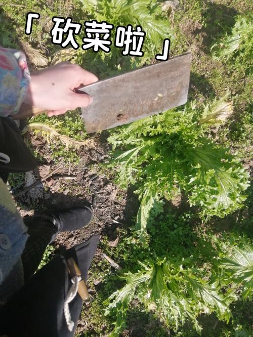 现在做三农自媒体好做吗？和vlog哪个好做「生态蔬菜种植小技巧视频教程」 现在做三农自媒体好做吗？和vlog哪个好做「生态蔬菜种植小技巧视频教程」 农业常识