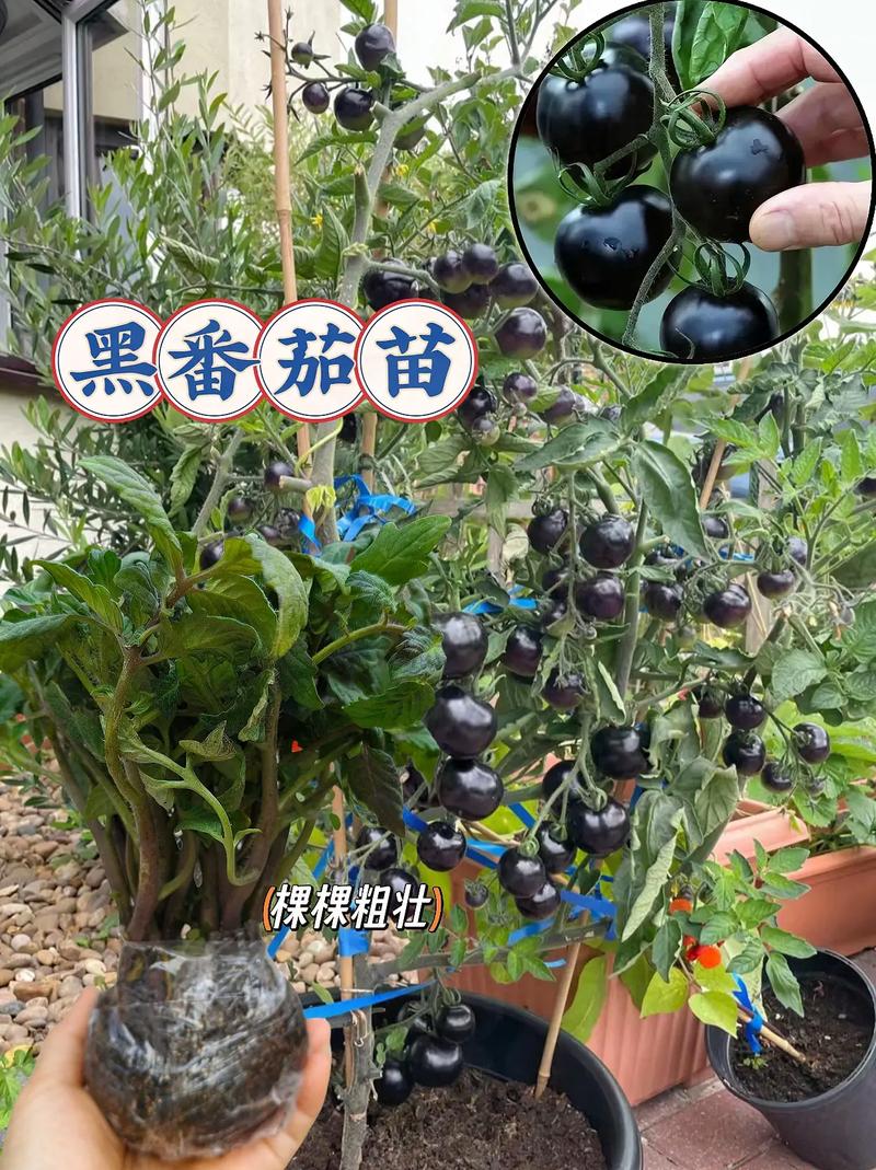 黑西红柿甜吗「小黑番茄怎么种植和管理视频」 黑西红柿甜吗「小黑番茄怎么种植和管理视频」 农业常识