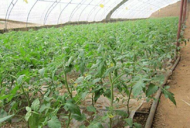 西红柿冬天怎么种植「冬天番茄怎么种植技术视频」 西红柿冬天怎么种植「冬天番茄怎么种植技术视频」 农业常识