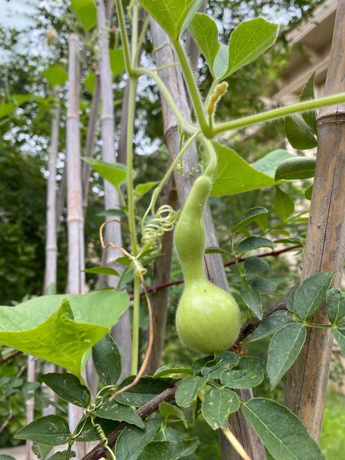 葫芦和番茄能种一起吗「葫芦怎么种植小番茄苗子视频」 土壤施肥 葫芦和番茄能种一起吗「葫芦怎么种植小番茄苗子视频」 葫芦和番茄能种一起吗「葫芦怎么种植小番茄苗子视频」 土壤施肥