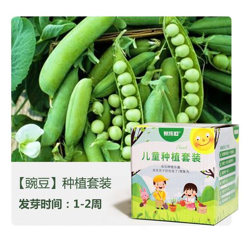 豌豆旁边适合种什么「番茄套种豌豆怎么种植的视频」 豌豆旁边适合种什么「番茄套种豌豆怎么种植的视频」 植物种类