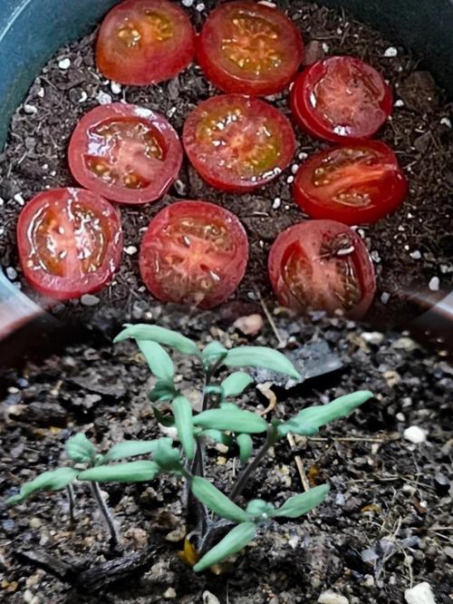 鹦鹉可以吃西红柿吗「红牡丹番茄怎么种植方法视频」 鹦鹉可以吃西红柿吗「红牡丹番茄怎么种植方法视频」 植物种类