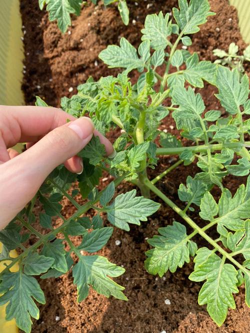 如何制作番茄叶「番茄叶怎么种植方法视频」 如何制作番茄叶「番茄叶怎么种植方法视频」 土壤施肥