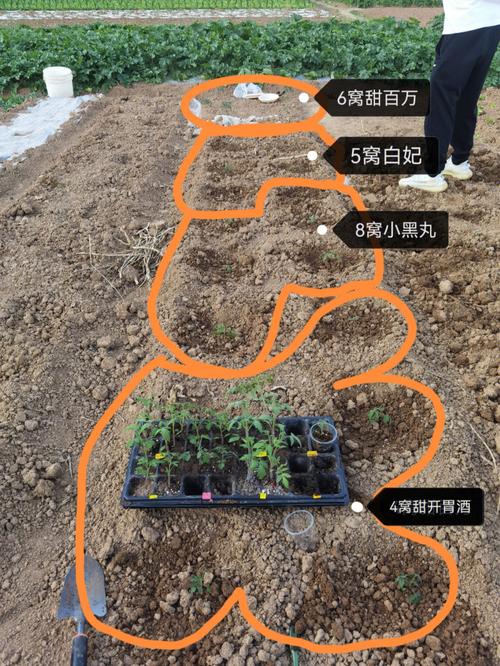 番茄达人中心一条视频能回填多个任务嘛「小番茄怎么种植施肥视频教程」 番茄达人中心一条视频能回填多个任务嘛「小番茄怎么种植施肥视频教程」 番茄种植技巧