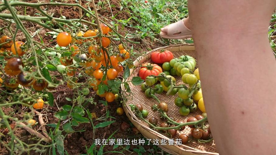 如何在自己家中种植好西红柿「番茄怎么自己种植视频」 如何在自己家中种植好西红柿「番茄怎么自己种植视频」 土壤施肥