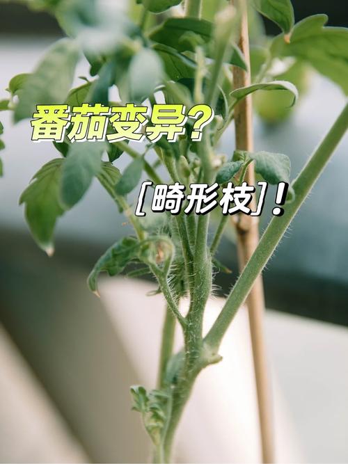 番茄种坏了怎么办「番茄烂了怎么种植的好呢视频」 番茄种坏了怎么办「番茄烂了怎么种植的好呢视频」 花朵知识