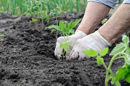 栽西红柿的正确方法「番茄苗怎么埋土里种植视频」 栽西红柿的正确方法「番茄苗怎么埋土里种植视频」 植物种类