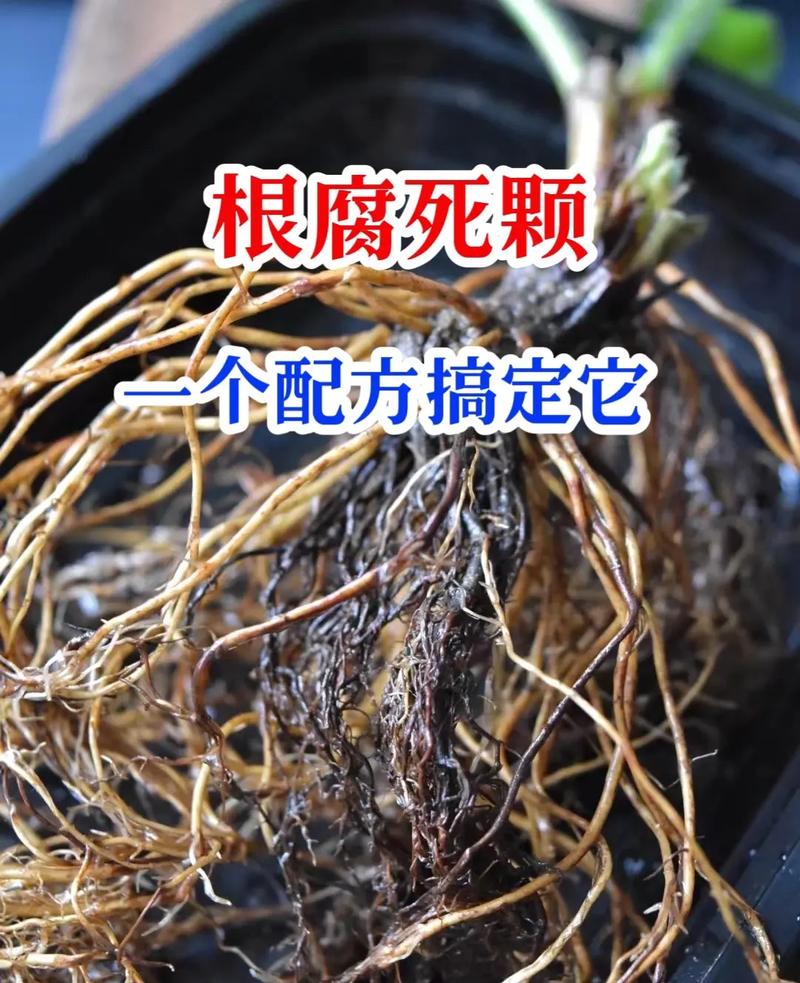 筋腐病是番茄的一种生理病害，危害症状？以及如何防治「番茄茎腐病怎么种植的」 筋腐病是番茄的一种生理病害，危害症状？以及如何防治「番茄茎腐病怎么种植的」 土壤施肥