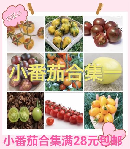 黄贵妃番茄种子种法「绿番茄种子怎么种植方法」 黄贵妃番茄种子种法「绿番茄种子怎么种植方法」 花朵知识