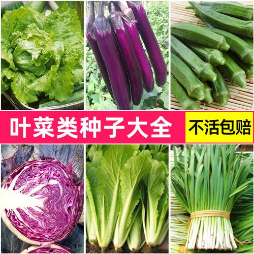 芹菜可与黄瓜、番茄间套栽培吗？高产芹菜又该如何栽种「家庭种青瓜番茄怎么种植视频」 芹菜可与黄瓜、番茄间套栽培吗？高产芹菜又该如何栽种「家庭种青瓜番茄怎么种植视频」 土壤施肥