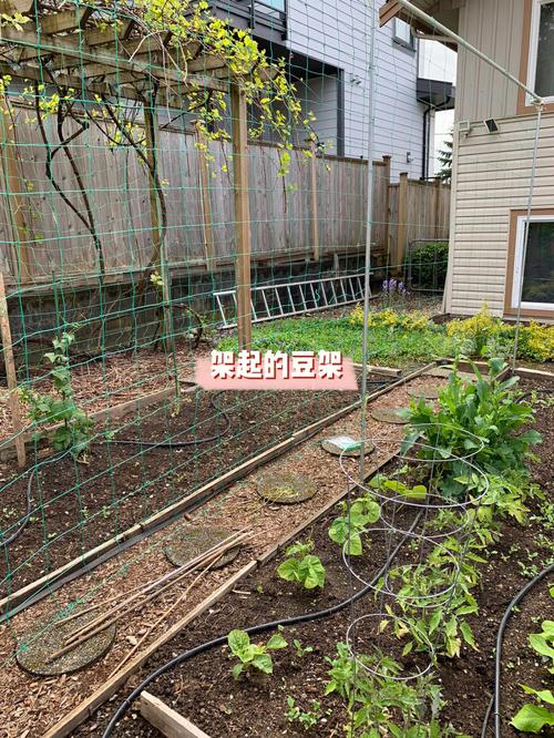 番茄什么时候扎架「小番茄架秧子怎么种植视频」 番茄什么时候扎架「小番茄架秧子怎么种植视频」 番茄病虫害防治