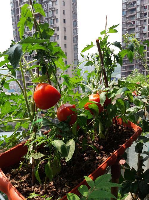 室内种西红柿的方法「瓶罐种植番茄怎么种植」 室内种西红柿的方法「瓶罐种植番茄怎么种植」 农业常识