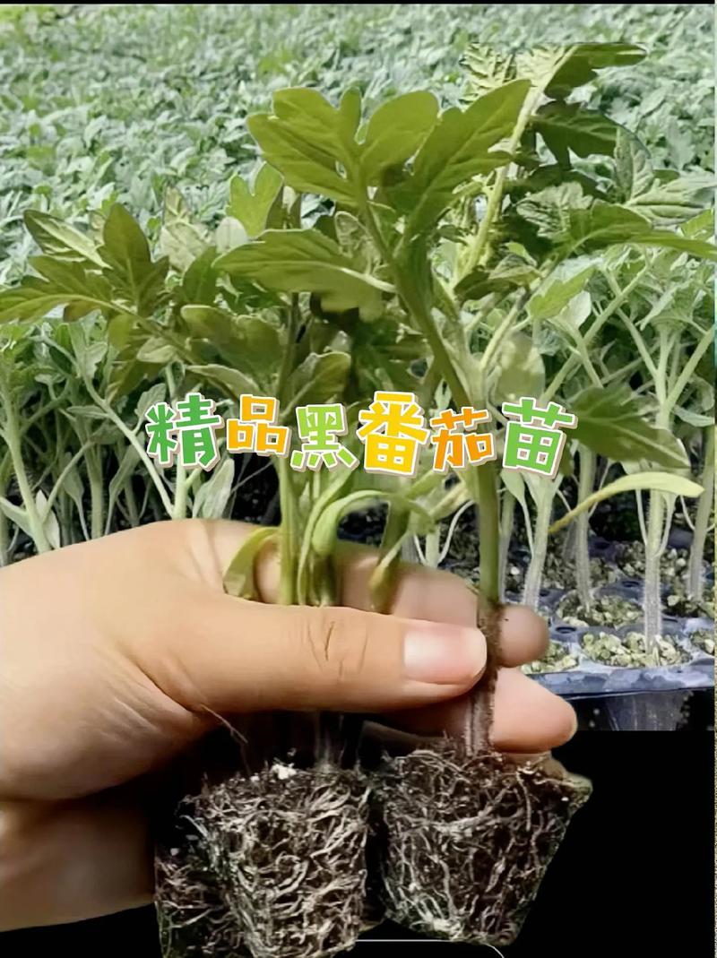 番茄小说推广视频内容怎么做「黑番茄怎么种植视频教程」 番茄小说推广视频内容怎么做「黑番茄怎么种植视频教程」 种植技巧