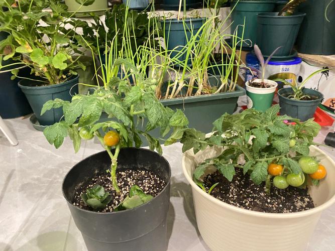 荷兰乳酪怎么调「牛奶黄番茄怎么种植视频」 番茄种植技巧 荷兰乳酪怎么调「牛奶黄番茄怎么种植视频」 荷兰乳酪怎么调「牛奶黄番茄怎么种植视频」 番茄种植技巧