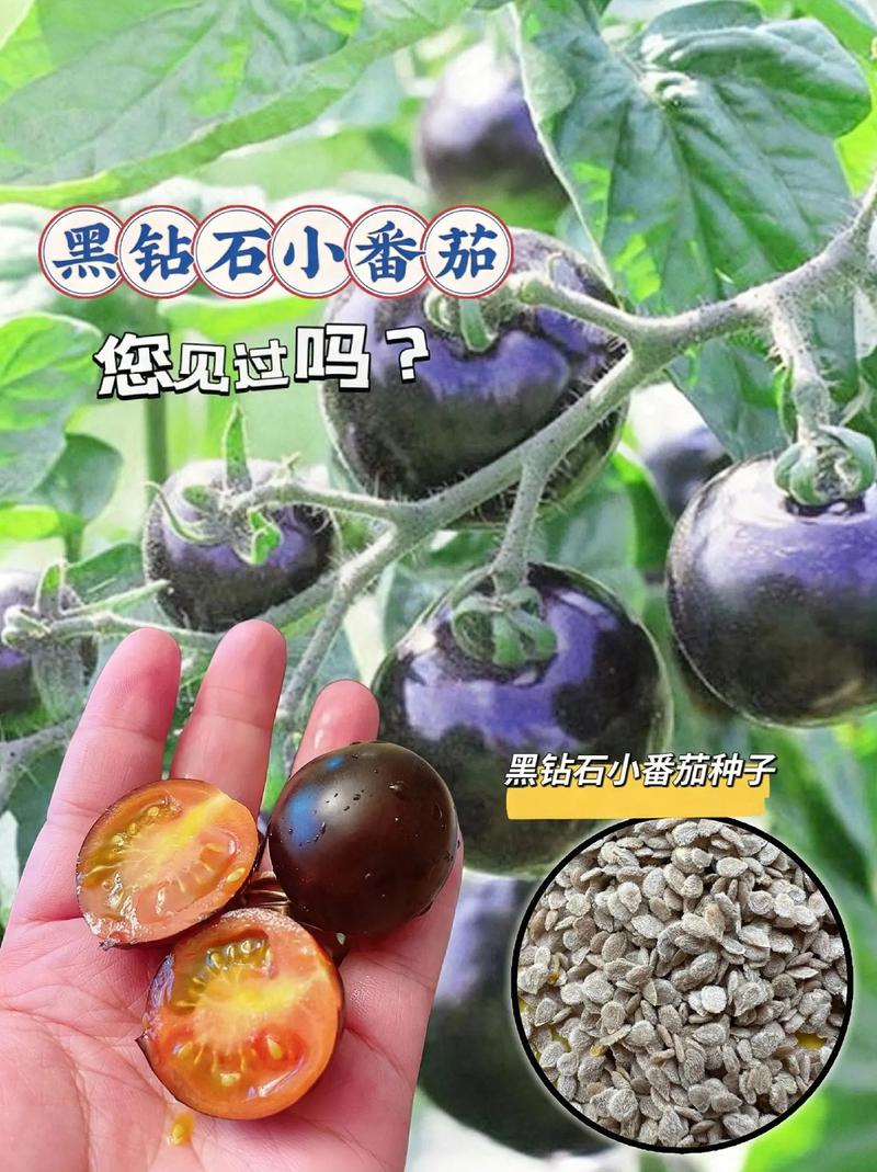 如何自己调制黑椒酱汁？急「番茄黑钻石苗怎么种植视频」 如何自己调制黑椒酱汁？急「番茄黑钻石苗怎么种植视频」 番茄种植技巧