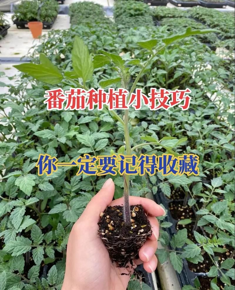 西红柿怎样栽苗最好「番茄树苗怎么种植方法」 西红柿怎样栽苗最好「番茄树苗怎么种植方法」 番茄病虫害防治