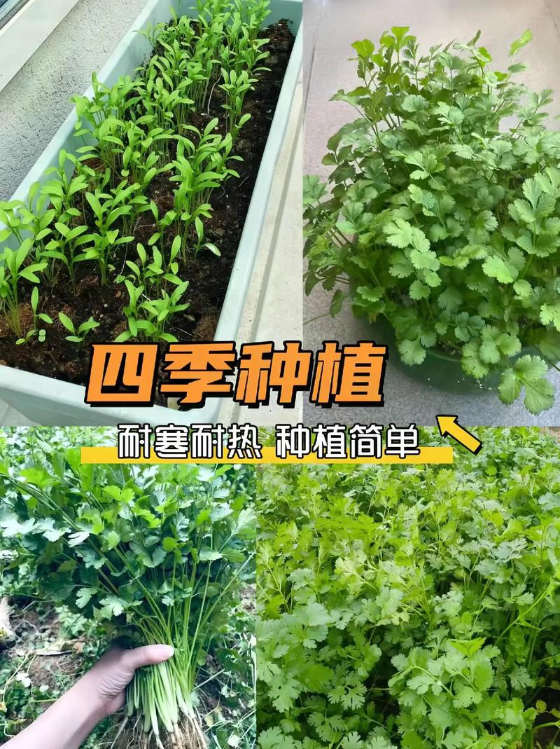 夏天香菜咋种植「夏季蔬菜种植技巧和方法」 夏天香菜咋种植「夏季蔬菜种植技巧和方法」 植物种类