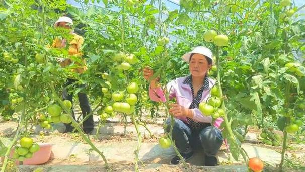 做水果批发生意和蔬菜批发生意的经验有没有？求分享「蔬菜种植及销售技巧总结报告」 做水果批发生意和蔬菜批发生意的经验有没有？求分享「蔬菜种植及销售技巧总结报告」 植物种类