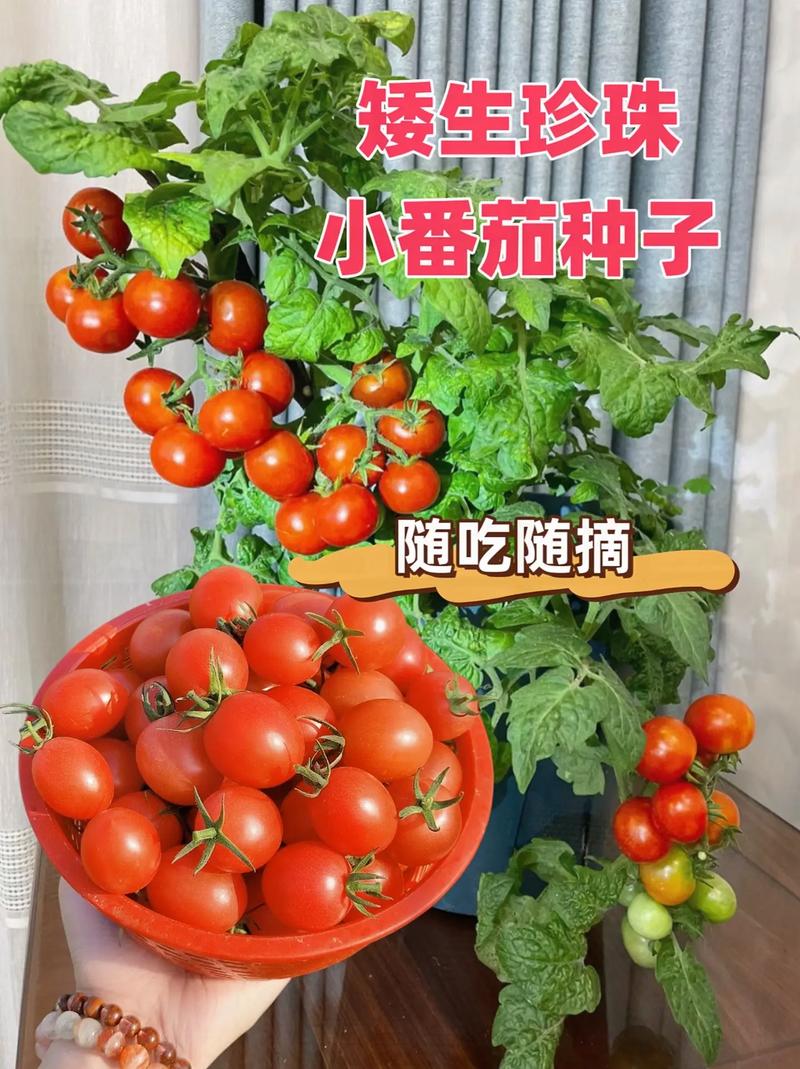 花盆玲珑小番茄怎样种植「花盆收获大番茄怎么种植视频」 花盆玲珑小番茄怎样种植「花盆收获大番茄怎么种植视频」 花朵知识