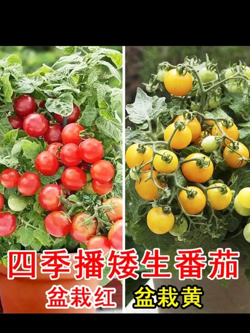 怎么种植圣女果小番茄「圣女果小番茄怎么种植视频」 怎么种植圣女果小番茄「圣女果小番茄怎么种植视频」 农业常识