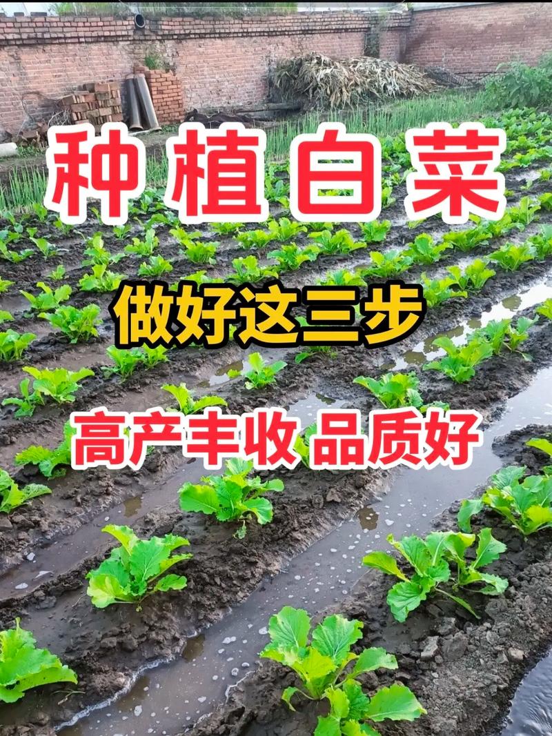 秋季适合种什么蔬菜？该如何管理才能高产「秋天蔬菜种植小技巧视频」 秋季适合种什么蔬菜？该如何管理才能高产「秋天蔬菜种植小技巧视频」 农业常识