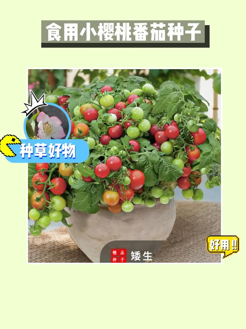 什么蕃茄种子适合海拔2000米以上种植「种植番茄怎么规划地形」 什么蕃茄种子适合海拔2000米以上种植「种植番茄怎么规划地形」 番茄病虫害防治