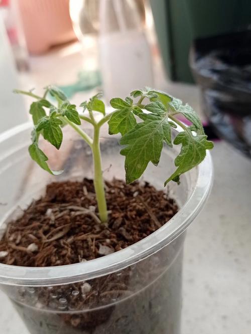 自制西红柿酱能用奶粉罐保存吗「怎么用罐子种植番茄呢视频」 自制西红柿酱能用奶粉罐保存吗「怎么用罐子种植番茄呢视频」 花朵知识