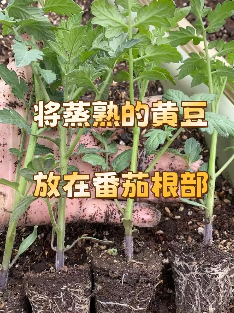 番茄打什么药能快速膨大「番茄增产怎么种植视频」 番茄病虫害防治 番茄打什么药能快速膨大「番茄增产怎么种植视频」 番茄打什么药能快速膨大「番茄增产怎么种植视频」 番茄病虫害防治