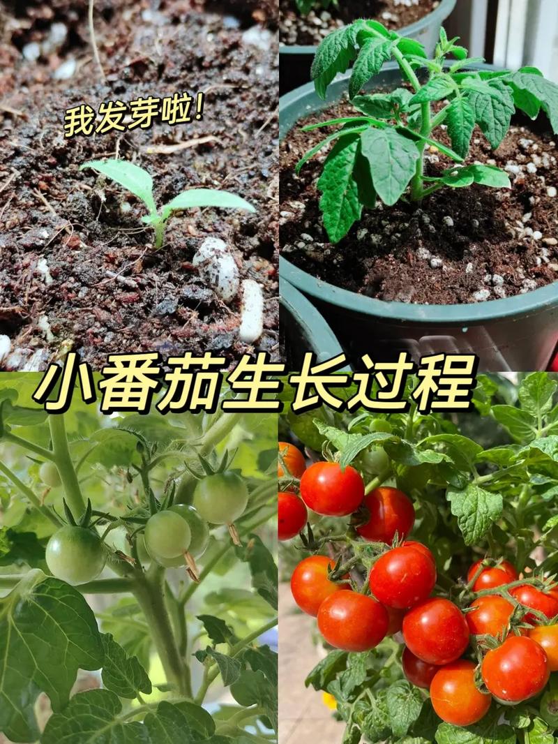 如何种植西红柿盆栽「番茄怎么在花盆种植视频」 如何种植西红柿盆栽「番茄怎么在花盆种植视频」 花朵知识