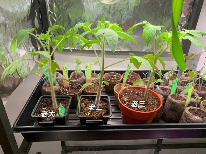 我的世界番茄辣椒怎么种「辣椒苗怎么种植地里番茄苗」 我的世界番茄辣椒怎么种「辣椒苗怎么种植地里番茄苗」 种植技巧