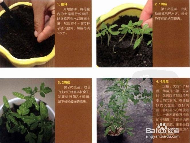 夏天适合种哪些水果的种子「透心红番茄种子怎么种植视频」 夏天适合种哪些水果的种子「透心红番茄种子怎么种植视频」 种植技巧