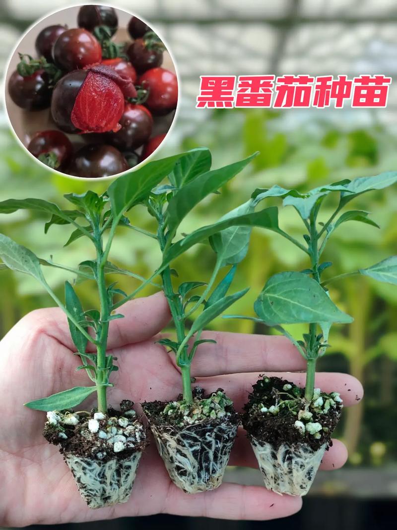 黑果菜的种植方法「黑番茄籽怎么种植视频」 黑果菜的种植方法「黑番茄籽怎么种植视频」 植物种类
