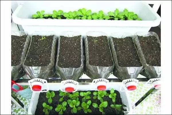 油桶罩住种的菜能保温吗「番茄种植油壶怎么用的」 油桶罩住种的菜能保温吗「番茄种植油壶怎么用的」 植物种类