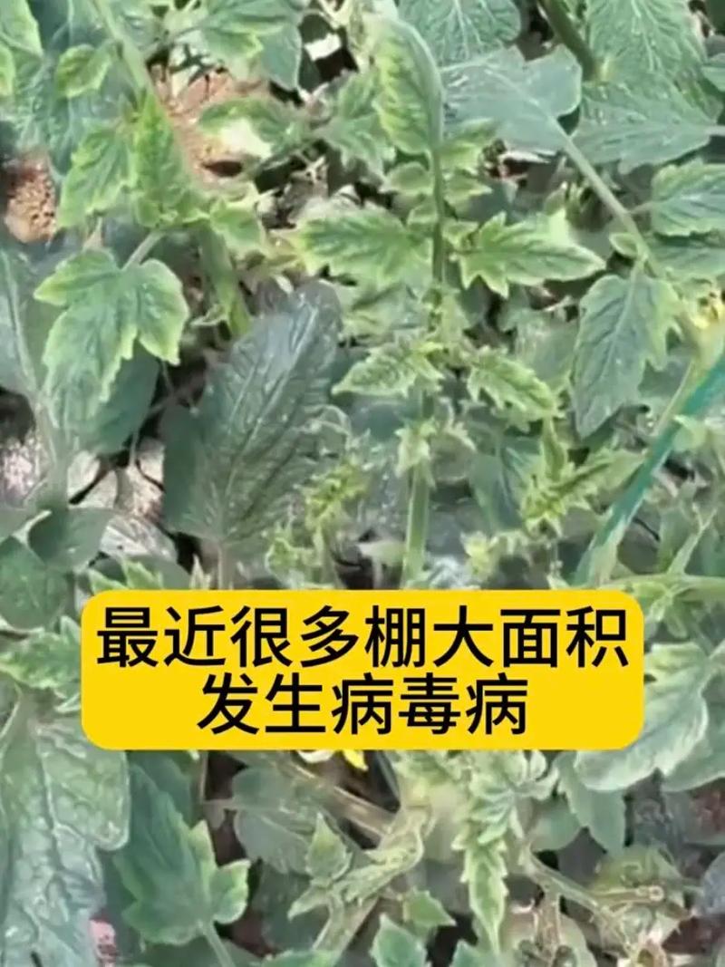 番茄病毒病危害大、传播快，该如何快速有效的防控「番茄种植怎么预防感染病毒」 番茄病毒病危害大、传播快，该如何快速有效的防控「番茄种植怎么预防感染病毒」 种植技巧