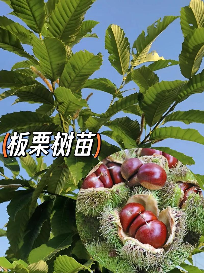 板栗树怎样种植好？炒熟的板栗好吃吗「栗子怎么种植小番茄苗子视频」 板栗树怎样种植好？炒熟的板栗好吃吗「栗子怎么种植小番茄苗子视频」 植物种类
