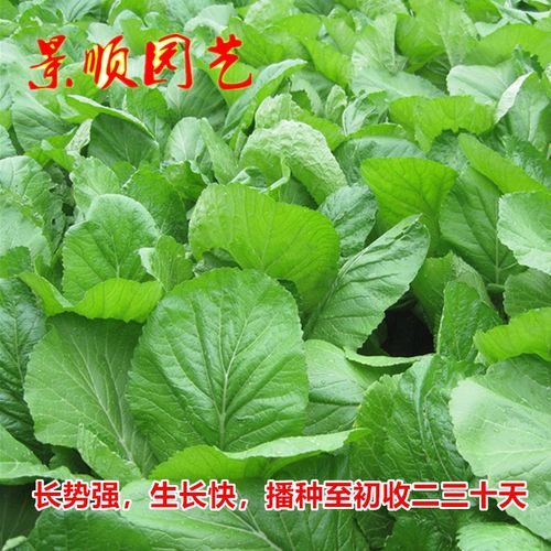 潮汕地区四月份最适合种植什么菜「潮汕蔬菜种植技巧和方法视频」 潮汕地区四月份最适合种植什么菜「潮汕蔬菜种植技巧和方法视频」 农业常识