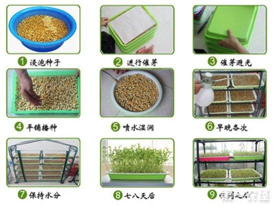 厨房的菜怎么放「厨房蔬菜种植技巧和方法视频」 厨房的菜怎么放「厨房蔬菜种植技巧和方法视频」 植物种类