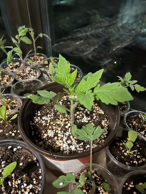阳台西红柿浇水的正确方法「种植小番茄怎么浇水最好」 阳台西红柿浇水的正确方法「种植小番茄怎么浇水最好」 种植技巧