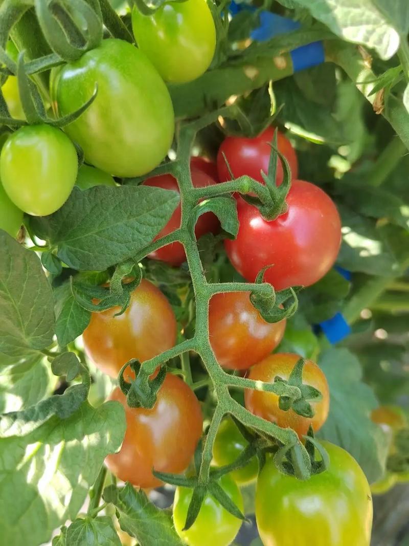 千禧小番茄种植方法「怎么种植千禧番茄视频」 千禧小番茄种植方法「怎么种植千禧番茄视频」 番茄种植技巧