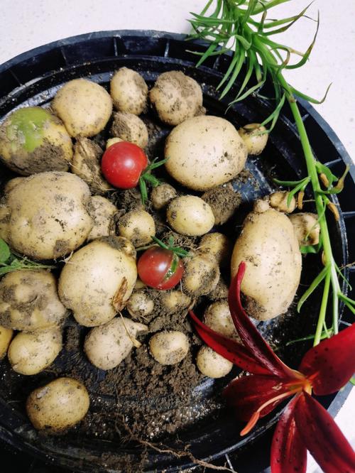 怎么记英语的土豆和西红柿「怎么种植番茄土豆视频教程」 怎么记英语的土豆和西红柿「怎么种植番茄土豆视频教程」 番茄种植技巧