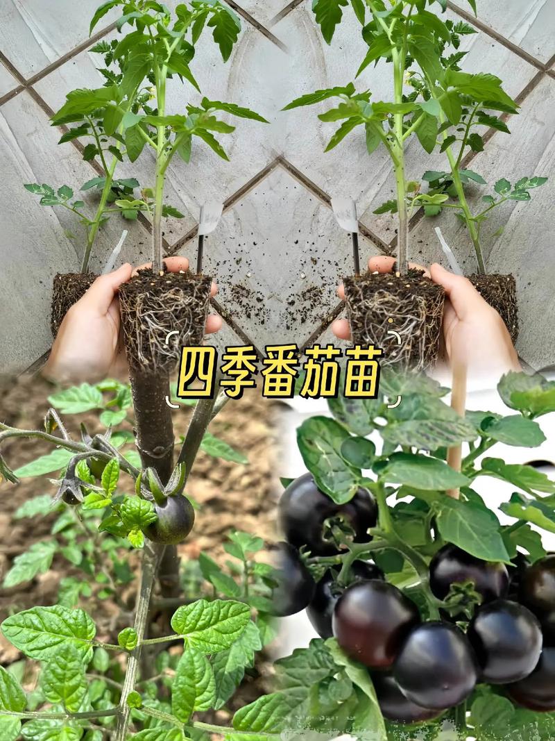 西红柿苗怎么种植「土地怎么种植番茄苗呢视频」 种植技巧 西红柿苗怎么种植「土地怎么种植番茄苗呢视频」 西红柿苗怎么种植「土地怎么种植番茄苗呢视频」 种植技巧