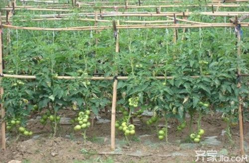 西红柿冷棚和暖棚怎么分辨「暖棚番茄应该怎么种植呢」 西红柿冷棚和暖棚怎么分辨「暖棚番茄应该怎么种植呢」 番茄病虫害防治