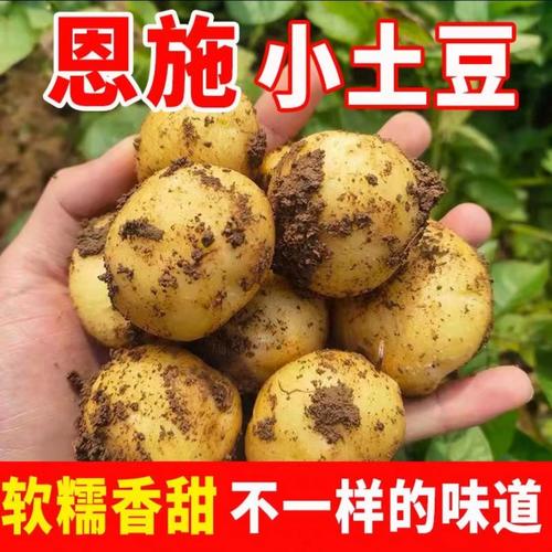 土豆视频上传后有收益吗「蔬菜种植小技巧土豆视频教程」 土豆视频上传后有收益吗「蔬菜种植小技巧土豆视频教程」 植物种类