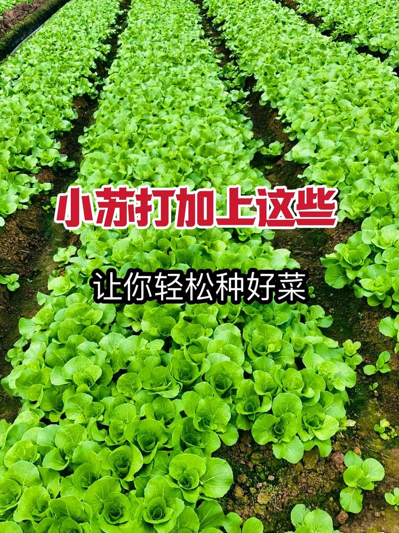 蔬菜怎样种植效果最好「蔬菜种植技巧与方法视频」 蔬菜怎样种植效果最好「蔬菜种植技巧与方法视频」 番茄种植技巧