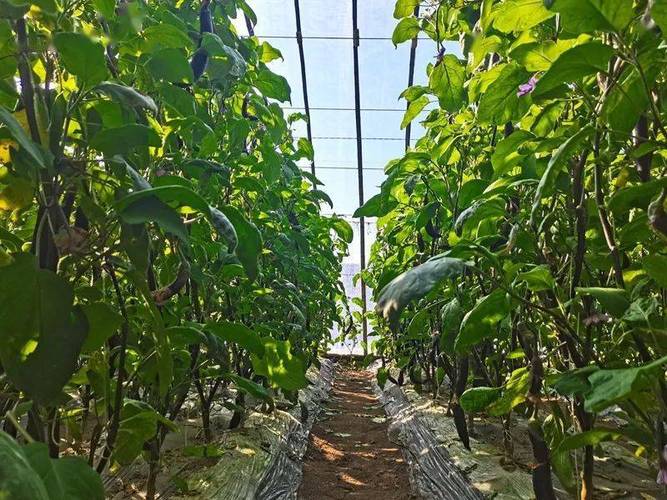 4月初茄子露地种植后还需搭棚保暖吗「怎样搭番茄棚」 4月初茄子露地种植后还需搭棚保暖吗「怎样搭番茄棚」 农业常识